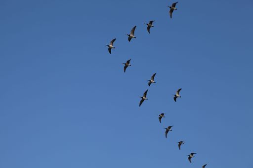 A flock of flying birds under a clear blue sky