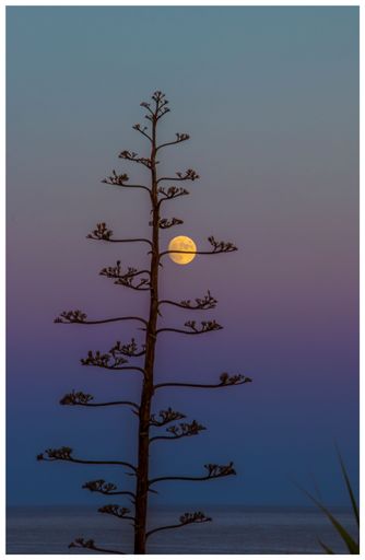 A vertical shot of a tree against the full moon in the background