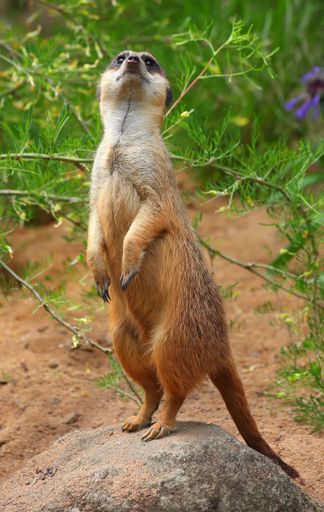 A vertical shot of a meerkat standing on a stone in a zoo in a blurred background