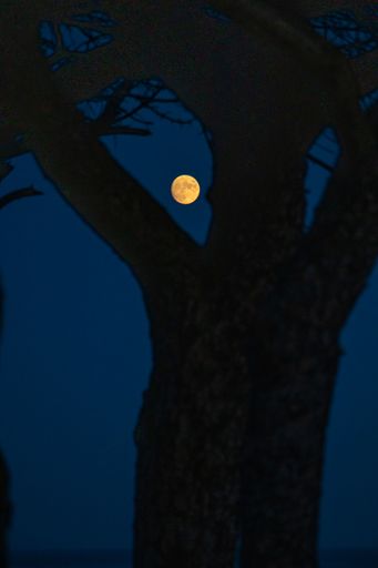A vertical shot of the full moon seen behind a tree, shining in a dark night sky