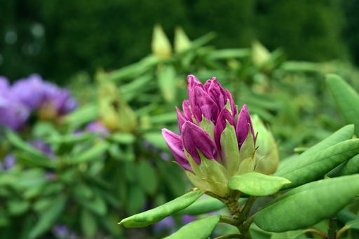 A selective focus shot of purple rhododendron flower
