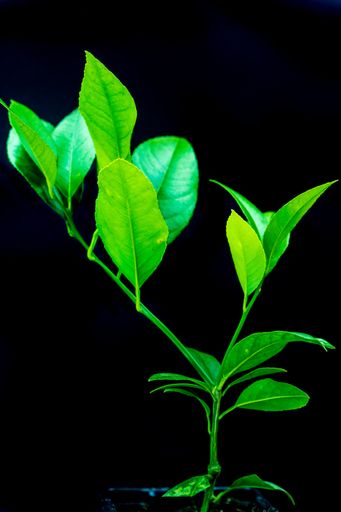 A close up shot of bright green lemon leaves on a black background