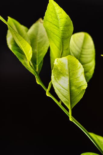 A close up shot of bright green lemon leaves on a black background