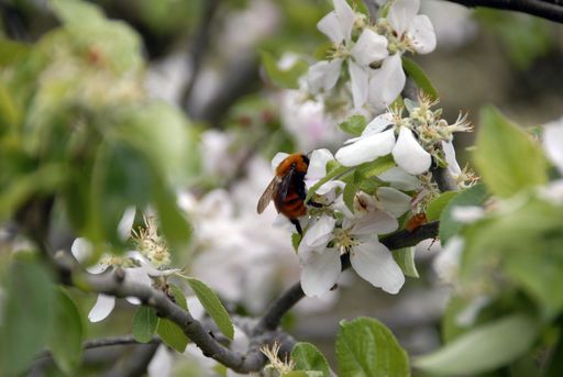 A closeup shot of Bombus Dahlbomii bee sitting on a blooming branch