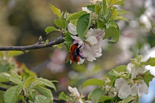 A closeup shot of Bombus Dahlbomii bee sitting on a blooming branch