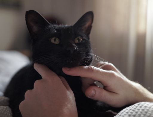 Black cat looks at his owner with wide eyes while receiving a chin rub in bed.