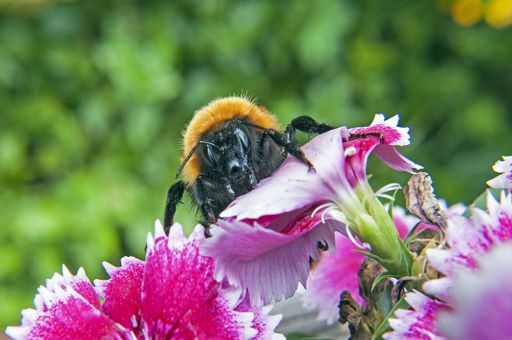 A closeup shot of Bombus Dahlbomii bee on a blooming tree