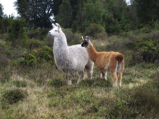 A beautiful shot of white and brown llamas standing next to each other in a forest