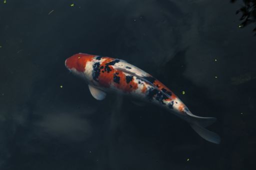 A closeup shot of a koi fish swimming in the water