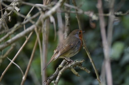 A closeup shot of little European robin bird perching on tree branches in blurred background