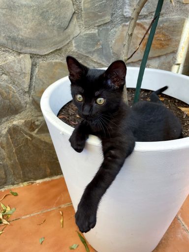 A selective focus shot of a beautiful black kitten inside a pot, attentively looking at its surroundings and discovering new things