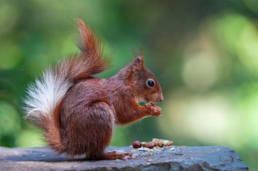 A selective focus of a squirrel side view eating nuts  with the blurred background