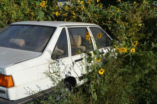 An old abandoned car against a bush with yellow sunflowers