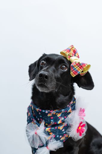A black Labrador Retriever in festive bridal costume with white background