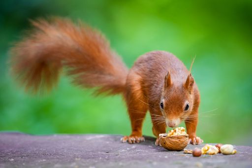 A selective focus of a squirrel side view eating nuts  with the blurred background