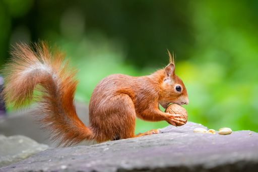 A selective focus shot of an American red squirrel eating a nut