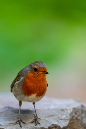 A selective focus shot of a European robin on a rock