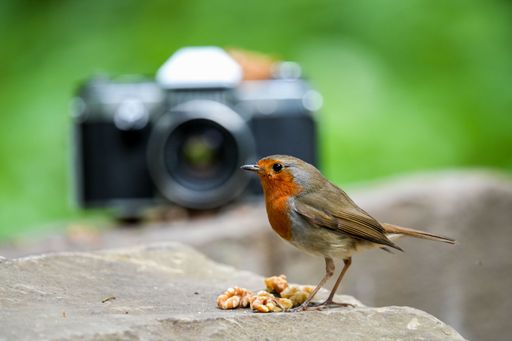 A selective focus shot of a European robin with a camera in the background