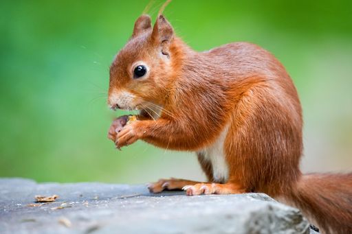 A selective focus shot of an American red squirrel eating a nut