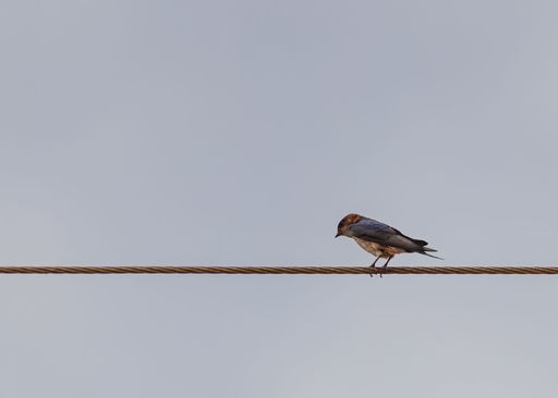 A beautiful shot of red-rumped swallow stands on a wire looking down