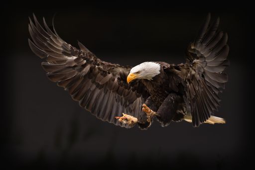 A close-up shot of a landing bald eagle in a dark blur