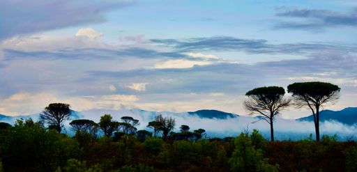 A scenic shot of trees, foliage, fogs, and mountains before sunrise