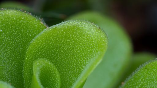 A macro shot of the leaves of a Butterwort plant