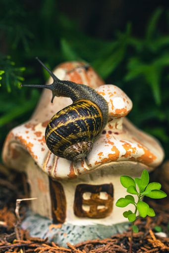 A closeup shot of a snail on Miniature Mushroom Fairy House Garden Decor on the ground