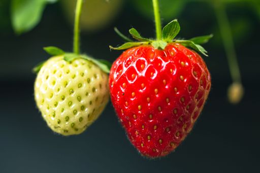 A shallow focus shot of a red ripe and yellow small Strawberry in the garden with blue background