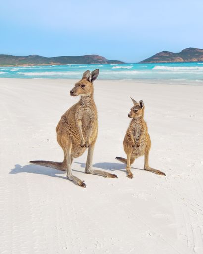 A vertical shot of a mother kangaroo and its baby looking to the left on an idyllic sandy beach