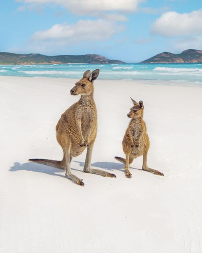 A vertical shot of a mother kangaroo and its baby looking to the left on an idyllic sandy beach