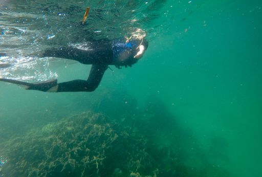 The person swimming near the water's surface. Snorkeling.