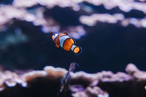 A closeup shot of a Clownfish swimming in Ripley's Aquarium of Canada