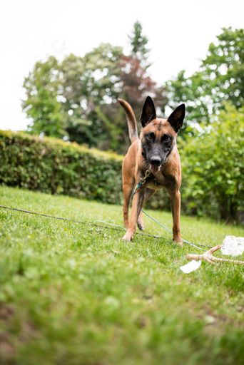A vertical shot of a brown Malinois Shepherd dog standing on the grass looking at the camera