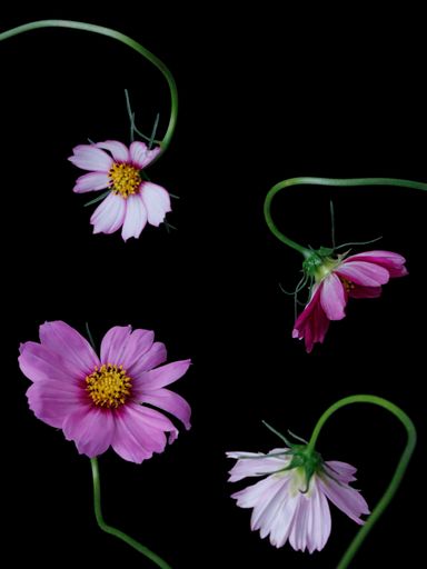 The Cosmos flowers on a black background