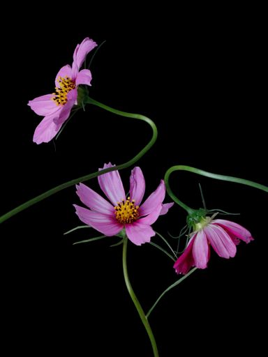 The Cosmos flowers on a black background
