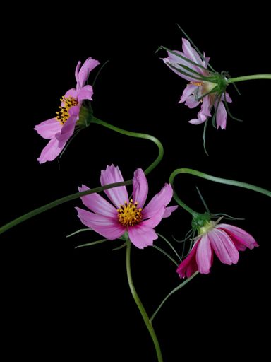 The Cosmos flowers on a black background