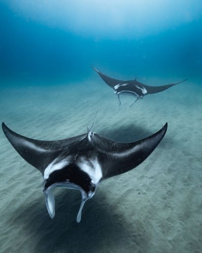 A beautiful shot of a Reef manta ray in the ocean