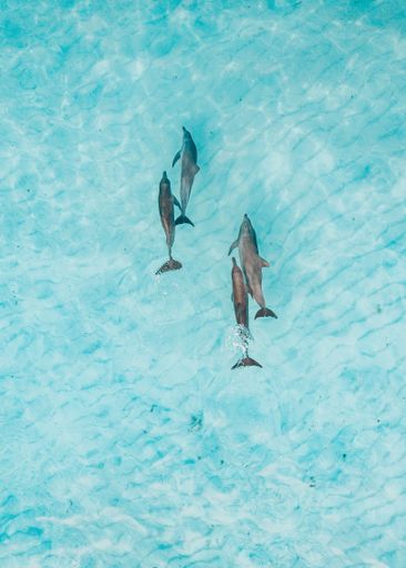 A top view shot of four dolphins in the ocean