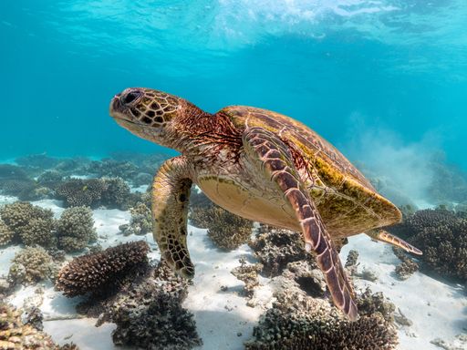 A closeup of a brown patterned sea turtle swimming underwater near the seabed