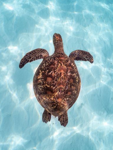 A vertical top view of a brown patterned sea turtle swimming underwater near the seabed