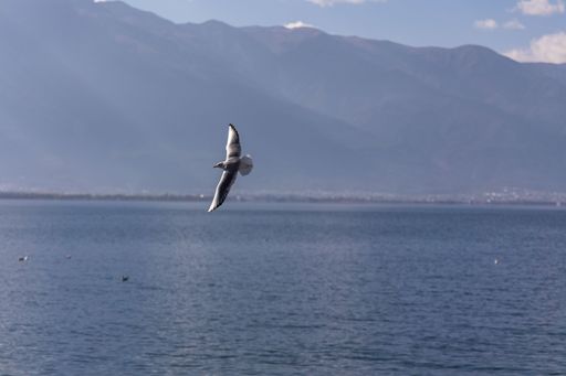 A selective of gull flying over the lake on a gloomy day