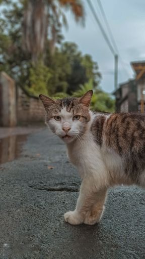 A vertical shot of a white and brown cat staring at the camera while walking on the rainy road
