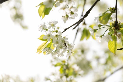 A close-up shot of a bumblebee collecting nectar from a cherry blossom tree.