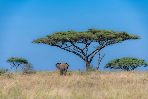 an elephant walking under an acacia in Africa, Tanzania