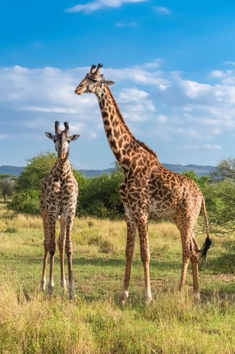 Two giraffes eating acacia trees in the bush in Namibia