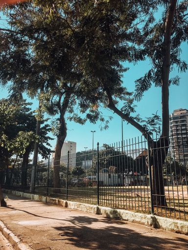 The trees on the empty street next to the buildings in Brazil during COVID-19 pandemic