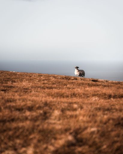 A vertical shot of a sheep on a large meadow on the Isle of Skye, Scotland
