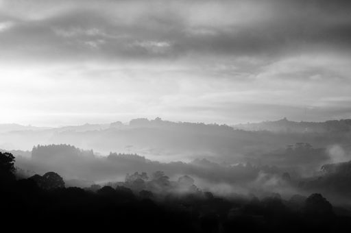 A greyscale shot of the mysterious sky over a dangerous forest