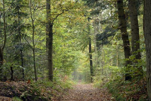 The fallen dry leaves in the park surrounded by many trees during autumn